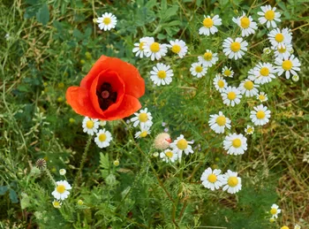 Poppy amongst daisies.jpg